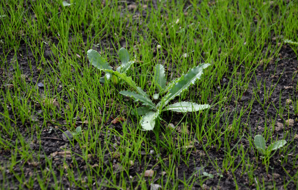 Weed growing in newly germinating seeded lawn