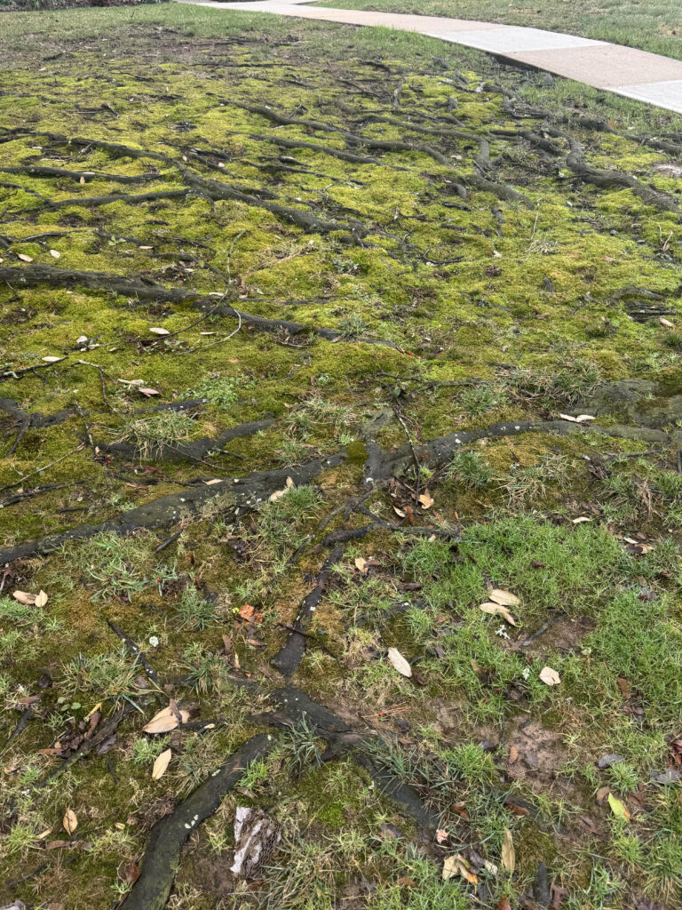 moss in an area with tree roots and soil compaction.