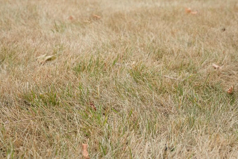 Area of lawn completely brown from drought stress.