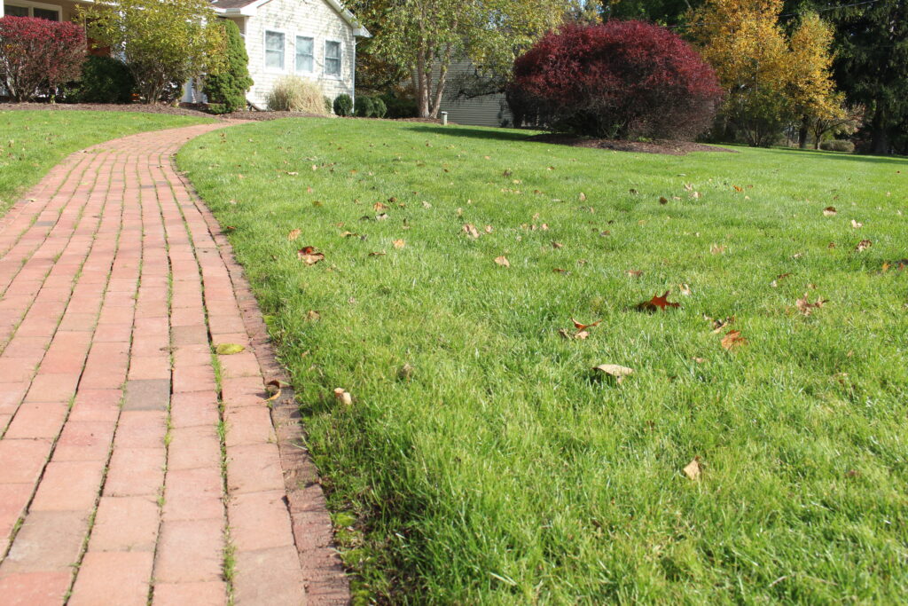 Picture of a lawn in the fall after seeding has come in.